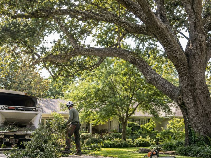 Crew member trimming a tree near a house in Etobicoke