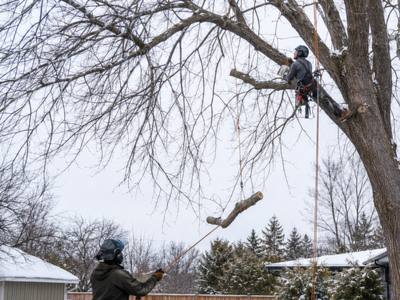 Climber tied in high in a tree canopy during a trimming job