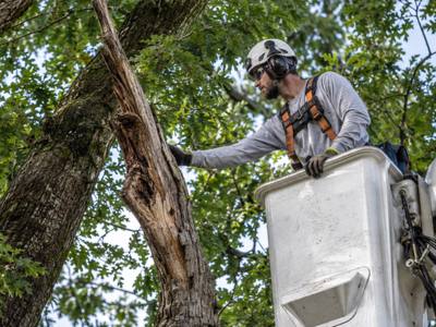 Dead limb being removed from a tall tree