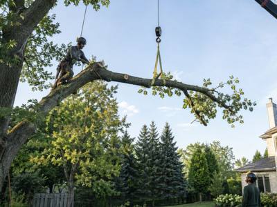 Heavy branch lowered on a rope toward the ground