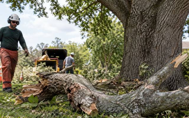 Dry, leafless branch being cut out of a large backyard tree