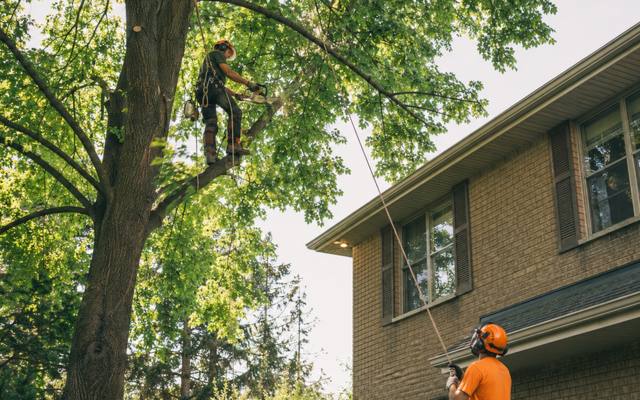 Arborist working high in the fork of a mature tree