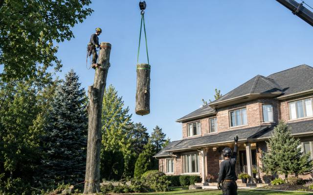 Section of trunk being lowered onto a truck during a tree removal