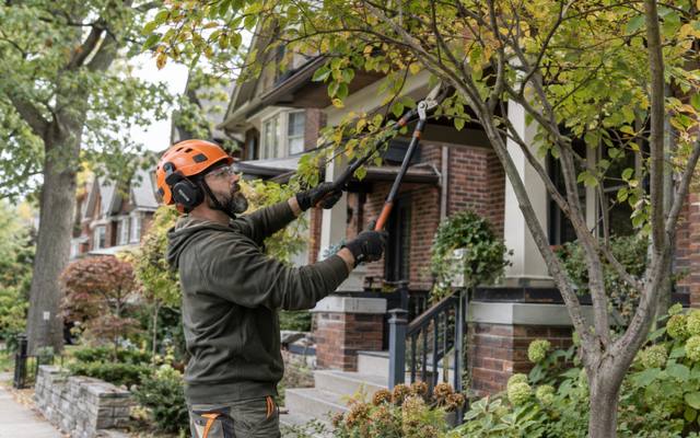 Climber pruning limbs back from a roofline on a Kingsway lot
